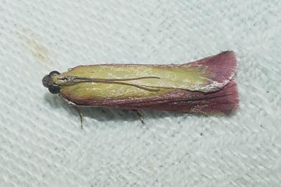 <i>Oncocera semirubella</i>