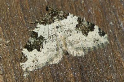 <i>Xanthorhoe fluctuata</i>