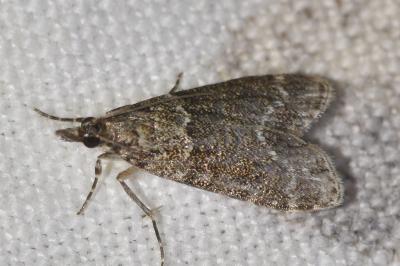 <i>Eudonia mercurella</i>