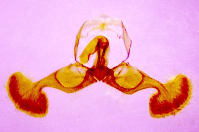 <i>Dichrorampha senectana</i>