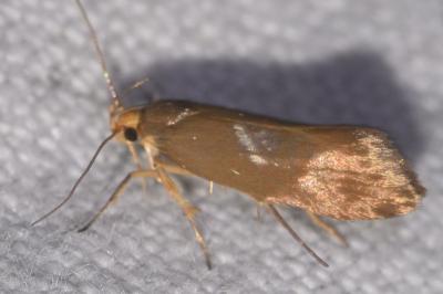 <i>Crassa unitella</i>