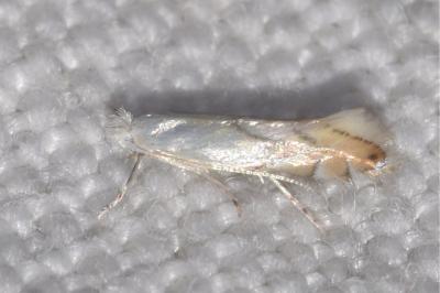 <i>Phyllonorycter harrisella</i>
