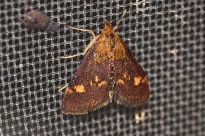 <i>Pyrausta aurata</i>
