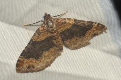 <i>Xanthorhoe ferrugata</i>