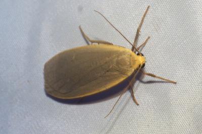 <i>Collita griseola</i>
