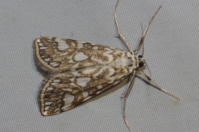 <i>Elophila nymphaeata</i>