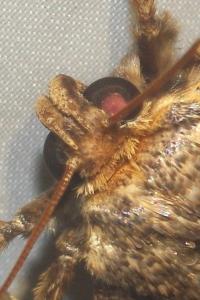 <i>Amphipyra pyramidea</i>