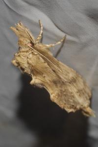 <i>Pterostoma palpina</i>