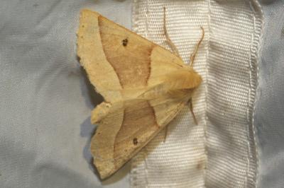 <i>Crocallis elinguaria</i>