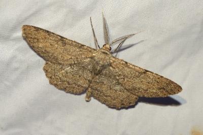 <i>Hypomecis punctinalis</i>