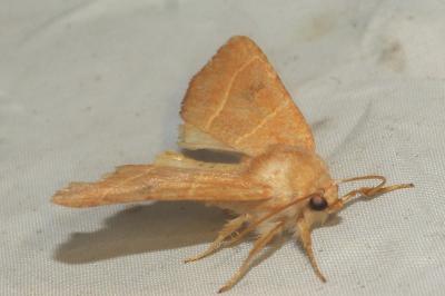 <i>Atethmia centrago</i>