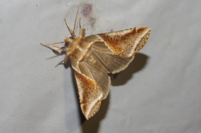 <i>Habrosyne pyritoides</i>