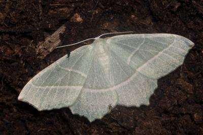 <i>Campaea margaritaria</i>