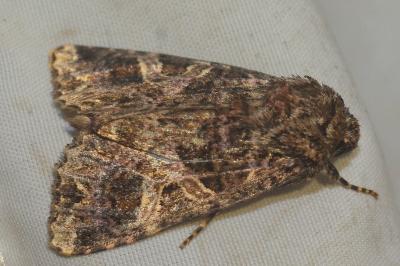 <i>Sideridis rivularis</i>