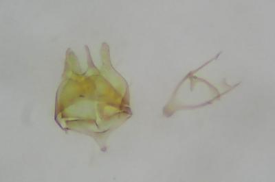 <i>Tischeria decidua</i>