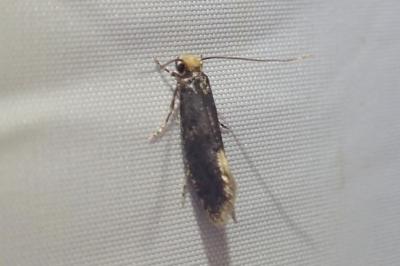<i>Monopis laevigella/weaverella</i>