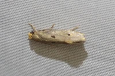 <i>Tinea trinotella</i>