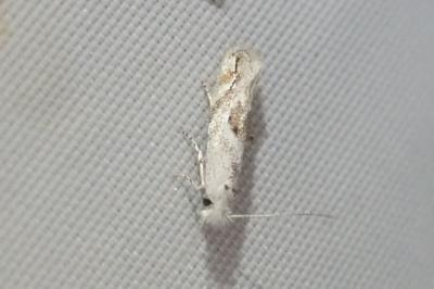 <i>Bucculatrix albedinella</i>