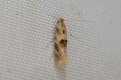 <i>Bucculatrix ulmella</i>