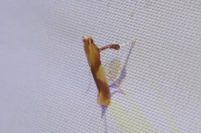 <i>Caloptilia robustella</i>