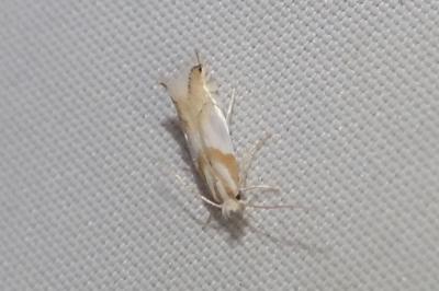 <i>Phyllonorycter roboris</i>