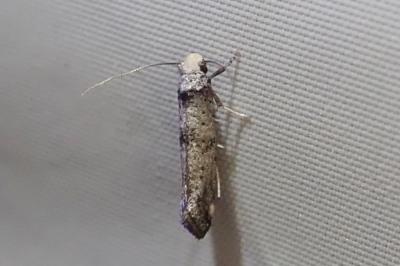 <i>Paraswammerdamia albicapitella</i>
