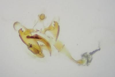 <i>Coleophora therinella</i>