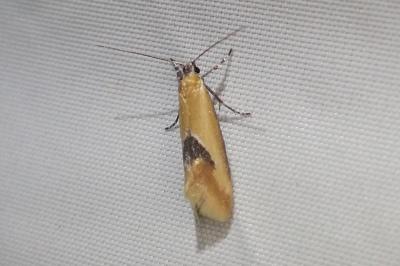 <i>Batia lambdella</i>