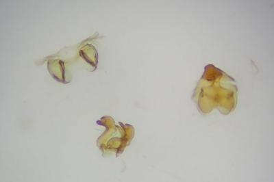 <i>Scythris terrenella</i>