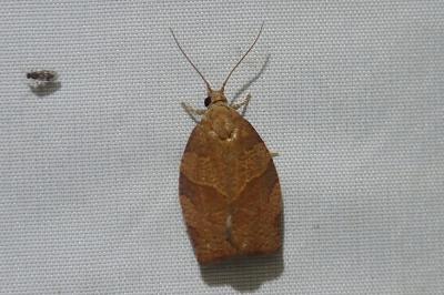 <i>Pandemis heparana</i>