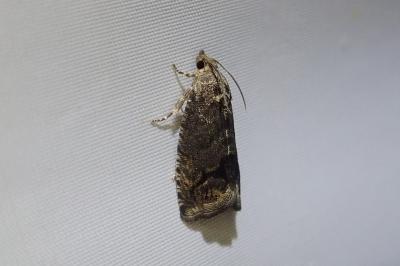 <i>Cydia splendana</i>