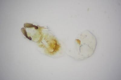 <i>Bactra venosana</i>