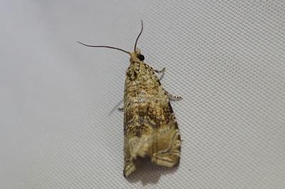 <i>Celypha lacunana</i>