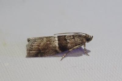 <i>Elegia atrifasciella</i>
