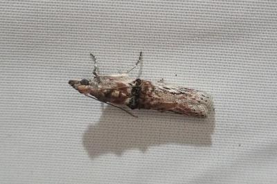<i>Nephopterix angustella</i>