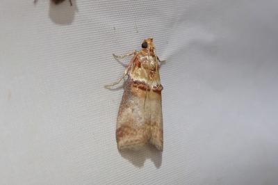 <i>Acrobasis tumidana</i>
