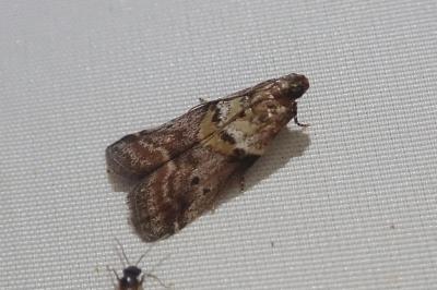 <i>Acrobasis consociella</i>