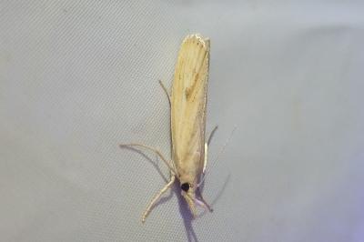 <i>Agriphila inquinatella</i>
