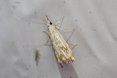 <i>Catoptria falsella</i>