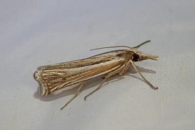 <i>Ancylolomia tentaculella</i>