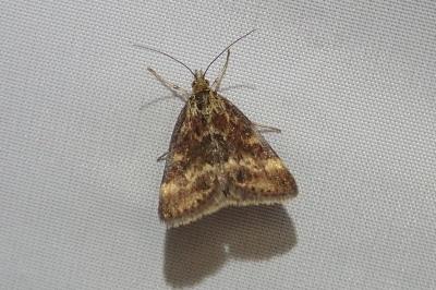 <i>Pyrausta despicata</i>