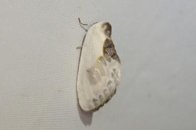 <i>Cilix glaucata</i>