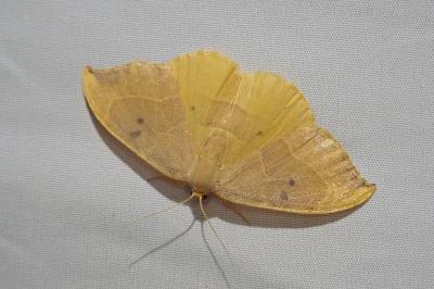 <i>Watsonalla binaria</i>