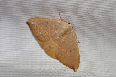 <i>Watsonalla uncinula</i>