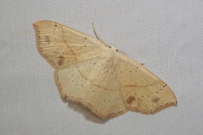 <i>Cyclophora punctaria</i>