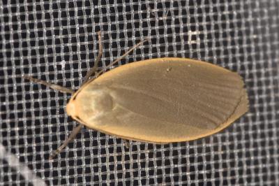 <i>Collita griseola</i>