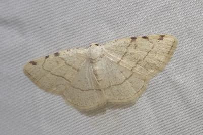 <i>Stegania trimaculata</i>