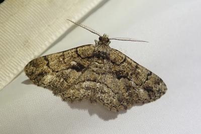 <i>Peribatodes ilicaria</i>