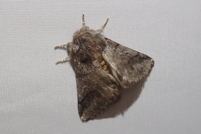 <i>Thaumetopoea processionea</i>