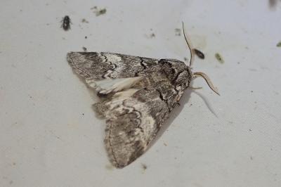 <i>Drymonia querna</i>